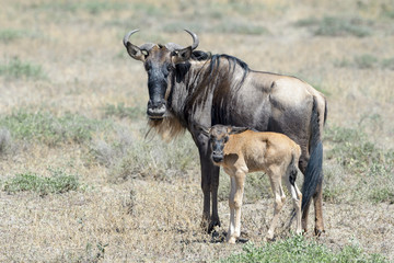Naklejka na ściany i meble Blue Wildebeest (Connochaetes taurinus) mother with calf standing together on savanna, Ngorongoro conservation area, Tanzania.
