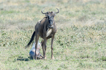 Blue Wildebeest (Connochaetes taurinus) mother giving birth to new born baby on savanna, Ngorongoro conservation area, Tanzania.