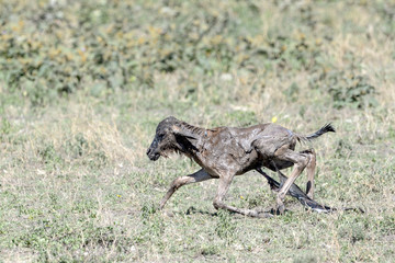 Blue Wildebeest (Connochaetes taurinus) just new born calf trying to walk on savanna, Ngorongoro conservation area, Tanzania.