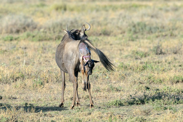 Blue Wildebeest (Connochaetes taurinus) mother giving birth to new born baby on savanna, Ngorongoro conservation area, Tanzania.