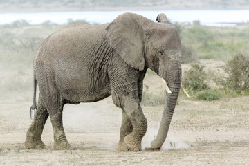 African Elephant (Loxodonta africana) feeding on dry dusty grass, Ngorongoro conservation area, Tanzania.