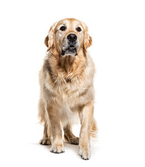 Golden Retriever coming, isolated on white