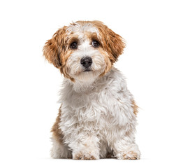Puppy Havanese dog sitting, 5 months old, isolated on white
