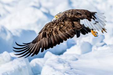流氷とワシ