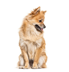 Pomeranian looking down, isolated on white