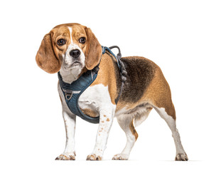 Beagle with a harness, isolated on white