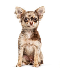 Sitting Chihuahua, isolated on white