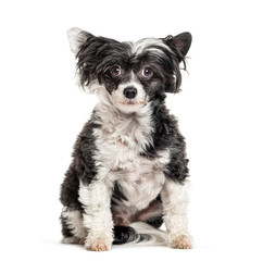 mixedbreed dog with a Chinese Crested Dog, isolated on white