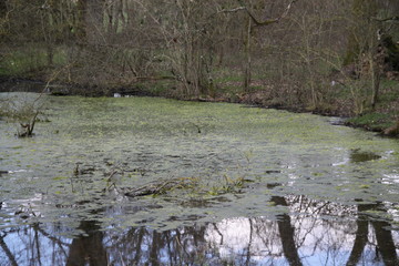 Forest swamp during springtime natural reserve