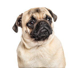 Headshot of a Pug, isolated on white, isolated on white