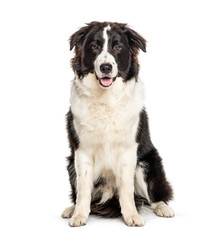 Sitting Australian Shepherd dog, isolated on white