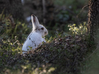 This mountain hare had still a white winter coat although all snow had gone. A sign of the climate change?