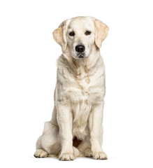 Golden Retriever, isolated on white, dog