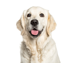 Headshot of a Panting Golden Retriever, isolated on white