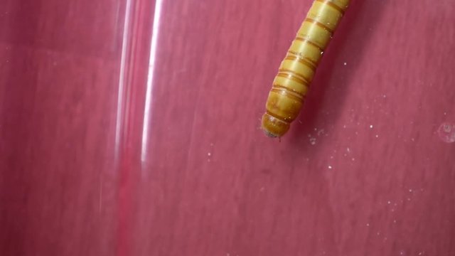 A video that saw the mealworm in slow motion