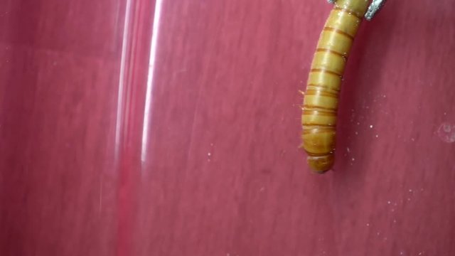 A video that saw the mealworm in slow motion