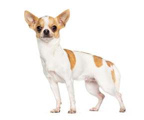 Standing Chihuahua, isolated on white