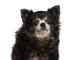 Headshot of an Old graying Chihuahua, isolated on white