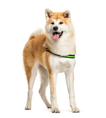 Panting Akita Inu standing in front of a white background