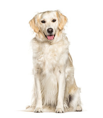 Naklejka na ściany i meble Sitting Golden Retriever dog panting, isolated on white