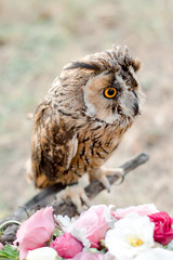 Owl in a forest