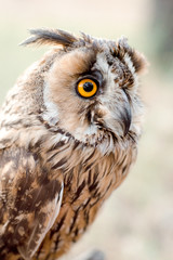Owl in a forest