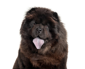 Headshot of a Panting Chow Chow showing its blue tongue