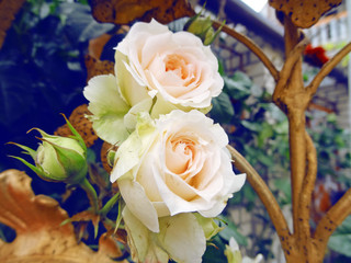  Creamy roses summer bouquet