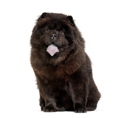 Obraz premium Panting Chow Chow showing its blue tongue, isolated on white