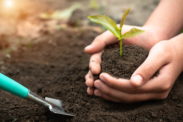 Environment Day, seedlings in hand, the idea of planting trees to reduce global warming Trees that grow from fertile soil Forest conservation and ecology