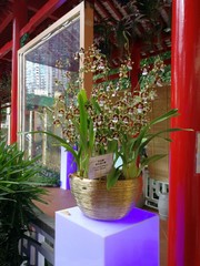 Macau China Macao Lou Lim Ioc Garden Spring Orchids Blossom Floral Arrangement Park