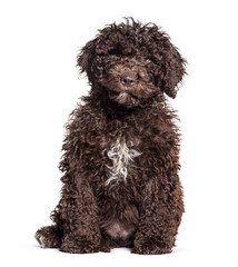 Brown sitting Spanish Water Dog, isolated on white