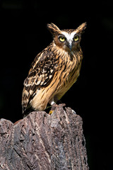Portrait of Buffy fish owl