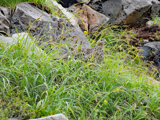 Naklejka na ściany i meble Rock ptarmigan (Thunder bird, Raicho) in grass