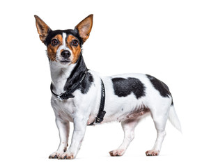 Side view of a Jack Russell Terrier wearing an harness, isolated