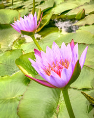 close-up of purple blooming lotus flower in the outdoor water pond