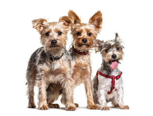 Group of Yorkshire Terrier dogs sitting in a row