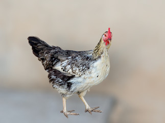  chicken grazes in the farmyard yard