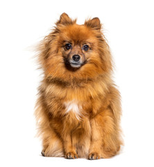 Sitting Keeshond looking at the camera, isolated on white