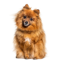 Obraz premium Sitting Keeshond looking at the camera, isolated on white