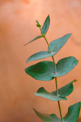 Eucalyptus branch on a copper surface. Minimalism. Copy space.