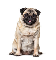 Pug sitting, tongue out , isolated on white