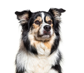 Headshot of a Border Collie, isolated on white