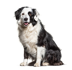 black and white Border Collie sit, isolated on white