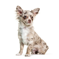 Sitting Chihuahua, isolated on white