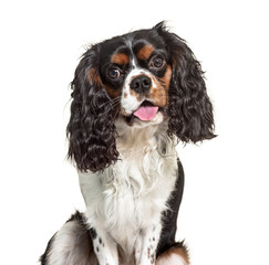 Headshot of a Panting Cavalier King Charles, isolated on white