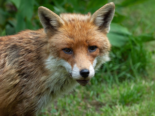 Portrait of a Fox