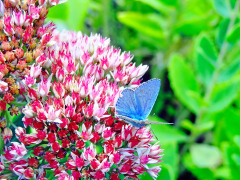 Blue Little Butterfly On Pink Flowers