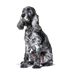 One-eyed blind, black and white, old Cocker Spaniel dog
