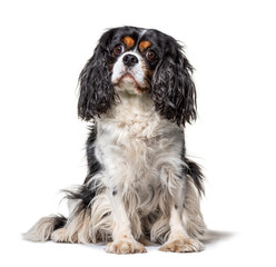 Sitting Cavalier King Charles, isolated on white